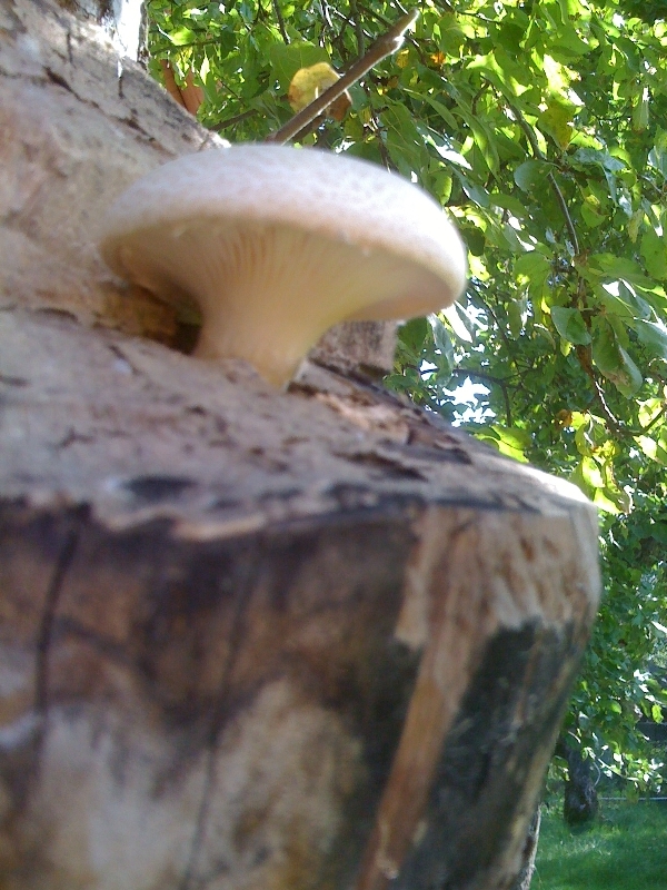 Вот такие грибы, прямо на дачном участке