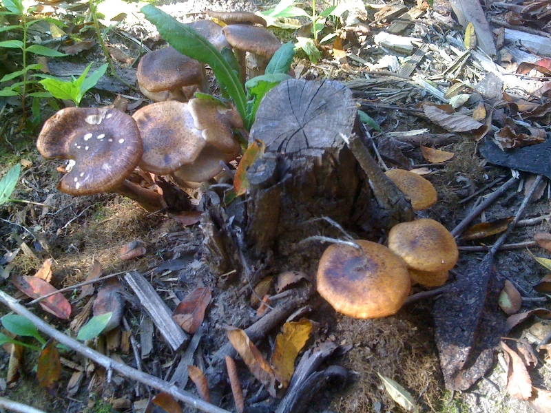 Вот такие грибы, прямо на дачном участке